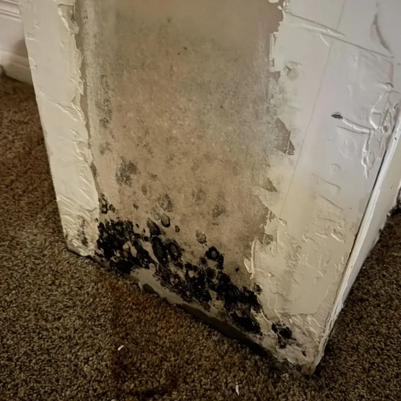 Professional Mold Removal in Carrollton, VA